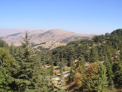 Chouf Cedar Reserve